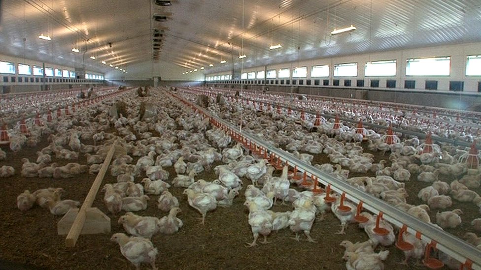 Đột nhập nh&agrave; m&aacute;y g&agrave; c&ocirc;ng nghiệp xuất xưởng 6 triệu con/tuần: V&igrave; sao g&agrave; ở đ&acirc;y 