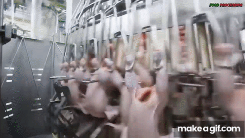 Đột nhập nh&agrave; m&aacute;y g&agrave; c&ocirc;ng nghiệp xuất xưởng 6 triệu con/tuần: V&igrave; sao g&agrave; ở đ&acirc;y 