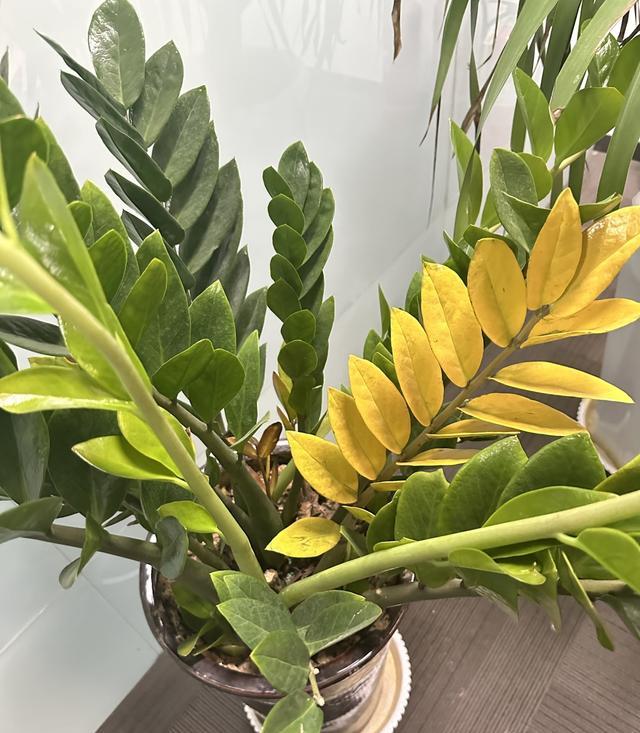 C&acirc;y kim tiền từng &ldquo;nh&agrave; n&agrave;o cũng c&oacute;&rdquo; giờ bị nhiều người &acirc;m thầm bỏ: 4 nhược điểm khiến ai trồng rồi cũng ng&aacute;n - Ảnh 3.