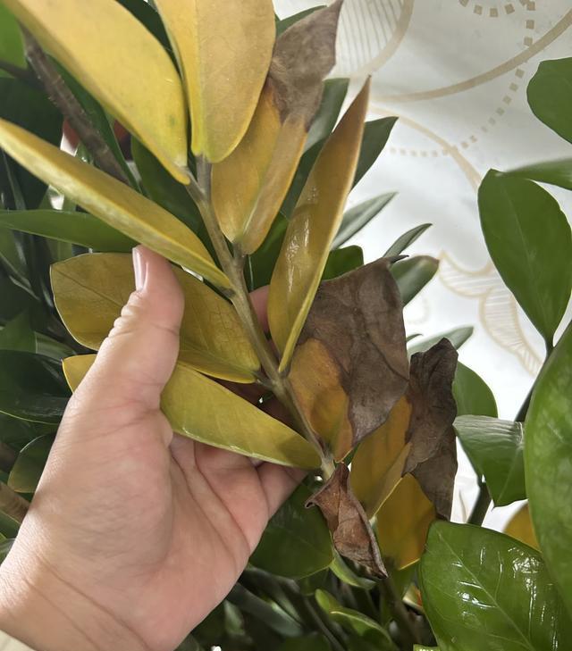 C&acirc;y kim tiền từng &ldquo;nh&agrave; n&agrave;o cũng c&oacute;&rdquo; giờ bị nhiều người &acirc;m thầm bỏ: 4 nhược điểm khiến ai trồng rồi cũng ng&aacute;n - Ảnh 2.