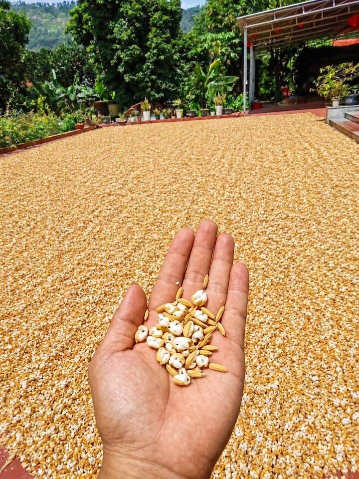Bức ảnh th&oacute;c phơi nổ th&agrave;nh bỏng: Chuy&ecirc;n gia cảnh b&aacute;o về nắng n&oacute;ng 2026 - Ảnh 1.