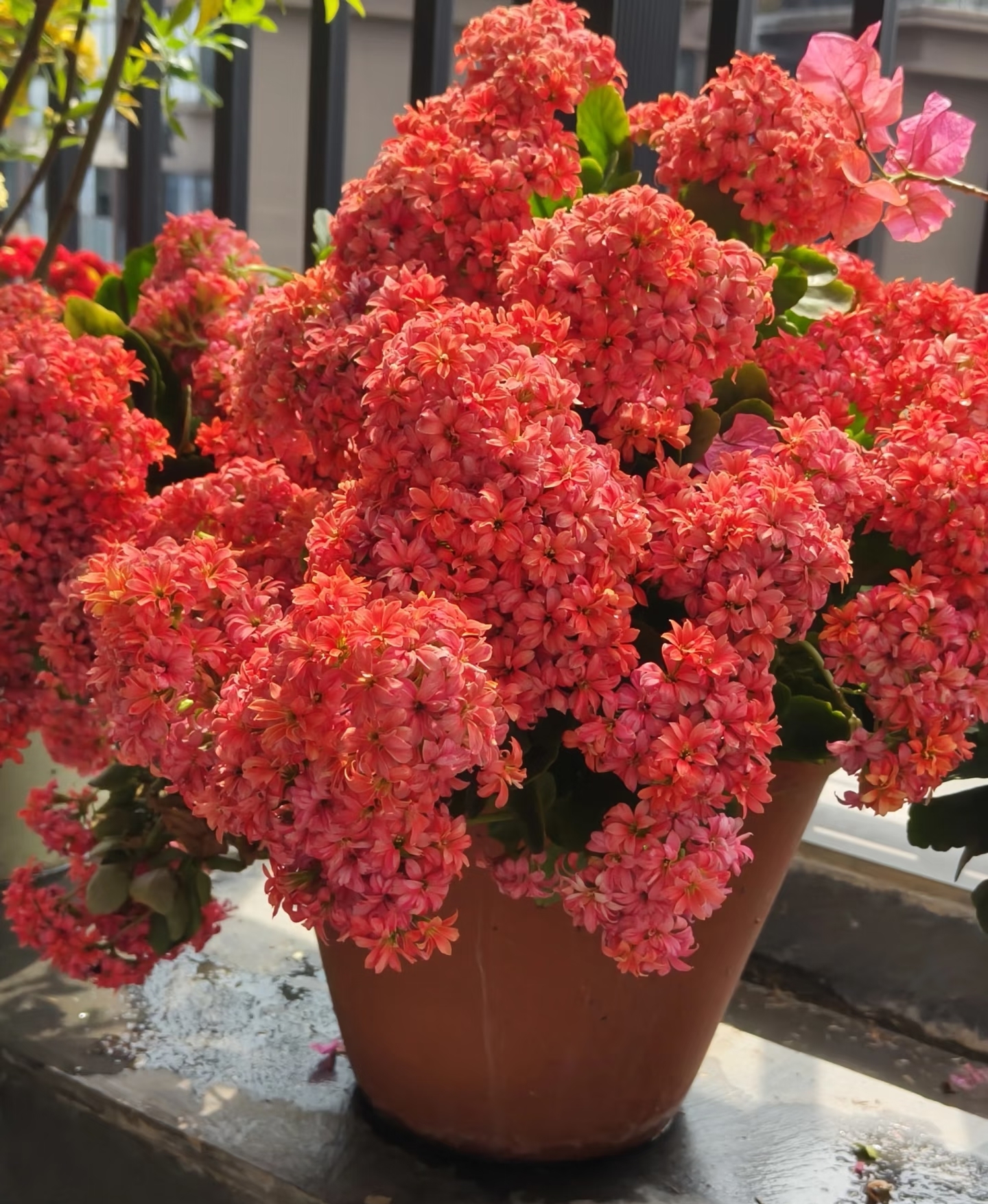 6 loại cây cảnh từng “hot rần rần” nay bị chê chiếm chỗ, khó chăm: Có loại đẹp lúc mua nhưng sống chẳng nổi vài tháng - Ảnh 4.