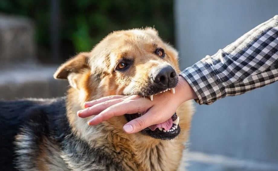 B&eacute; g&aacute;i 11 tuổi tử vong v&igrave; sợ gia đ&igrave;nh tr&aacute;ch mắng sau khi bị ch&oacute; cắn - Ảnh 1.