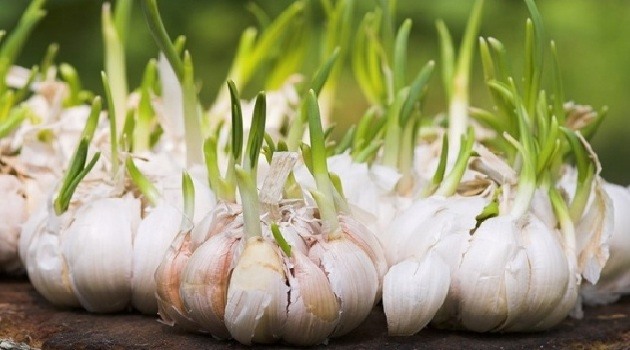 Đừng vội vứt! Những loại thực phẩm càng nảy mầm càng bổ dưỡng, nhiều người vẫn tưởng phải bỏ ngay - Ảnh 2.