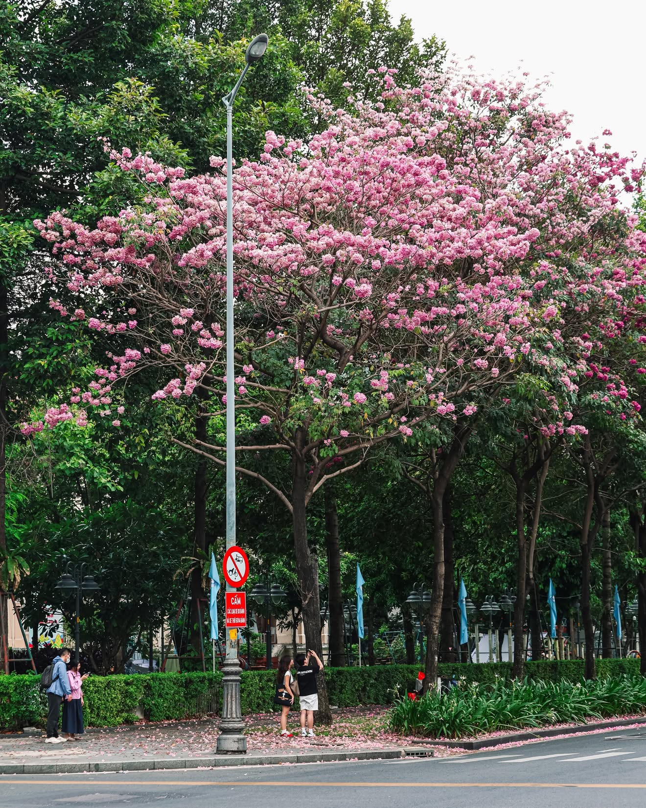 Kh&aacute;m ph&aacute; m&ugrave;a k&egrave;n hồng Đặc biệt ở TP . HCM giữa th&aacute;ng 5 năm 2026 - Ảnh 13.