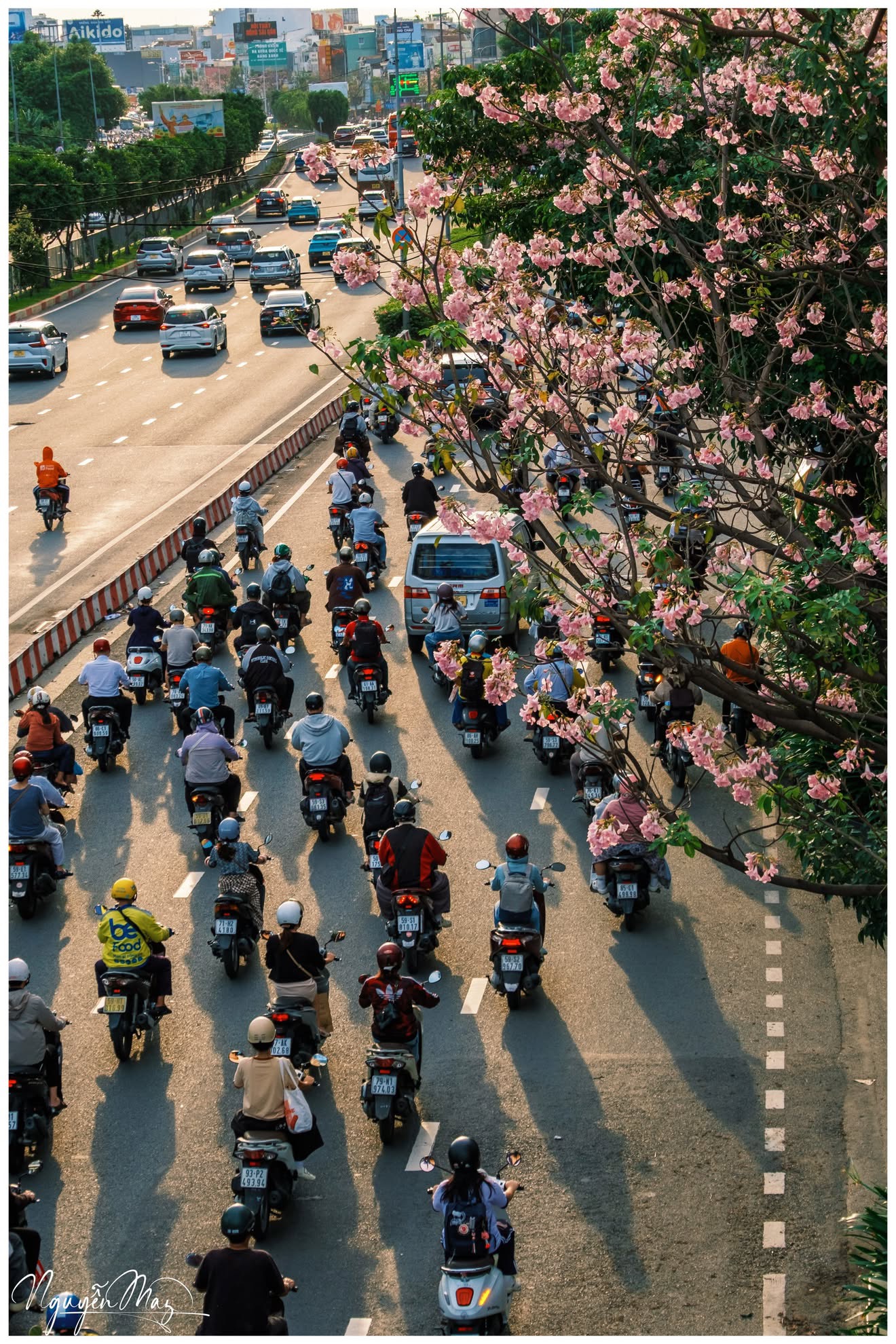 Kh&aacute;m ph&aacute; m&ugrave;a k&egrave;n hồng Đặc biệt ở TP . HCM giữa th&aacute;ng 5 năm 2026 - Ảnh 5.