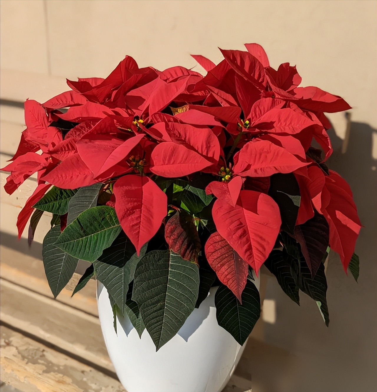 &ldquo;Hoa th&igrave; xanh tốt m&agrave; người cứ mệt mỏi&rdquo;: 6 loại c&acirc;y cảnh nhiều gia đ&igrave;nh vẫn trồng trong nh&agrave; nhưng tiềm ẩn kh&ocirc;ng &iacute;t rắc rối - Ảnh 2.