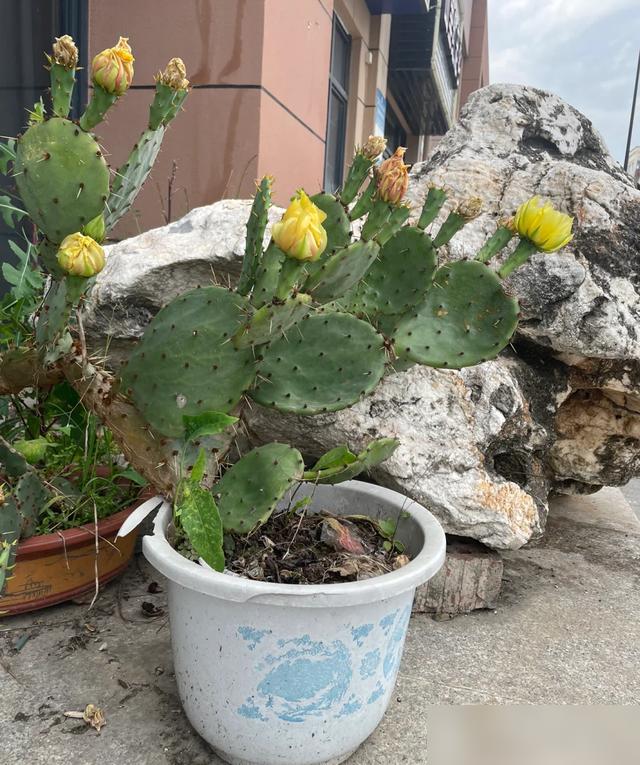 &ldquo;Hoa th&igrave; xanh tốt m&agrave; người cứ mệt mỏi&rdquo;: 6 loại c&acirc;y cảnh nhiều gia đ&igrave;nh vẫn trồng trong nh&agrave; nhưng tiềm ẩn kh&ocirc;ng &iacute;t rắc rối - Ảnh 5.