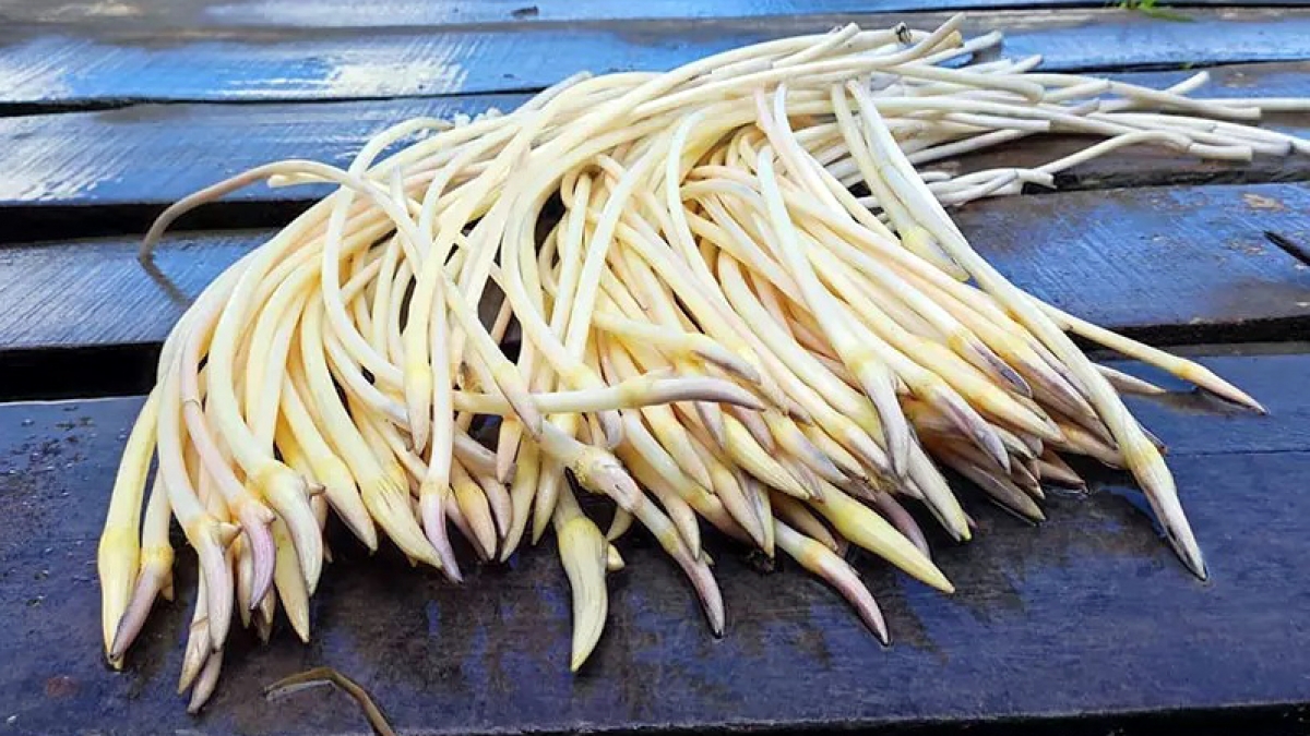 Đ&acirc;y l&agrave; loại rau 