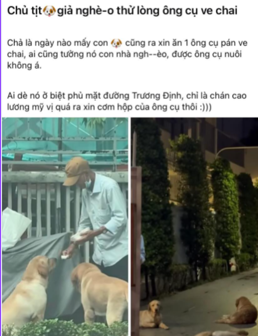 Cụ &ocirc;ng v&agrave; ba ch&uacute; ch&oacute; Golden: C&acirc;u chuyện cảm động tại TP . HCM - Ảnh 1.