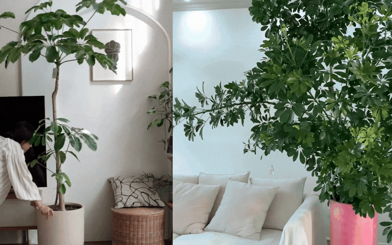 Ngũ Gia B&igrave;: C&acirc;y phong thủy dễ sống mang t&agrave;i lộc cho gia đ&igrave;nh bạn - Ảnh 1.