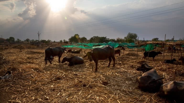 Si&ecirc;u El Nino 2026: Nỗi lo l&uacute;a ch&aacute;y kh&ocirc; v&agrave; c&aacute; chết v&igrave; nắng n&oacute;ng b&ugrave;ng ph&aacute;t - Ảnh 4.