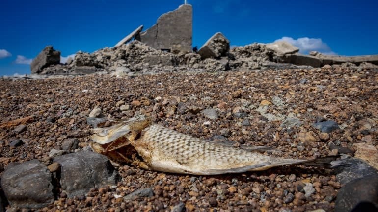 Si&ecirc;u El Nino 2026: Nỗi lo l&uacute;a ch&aacute;y kh&ocirc; v&agrave; c&aacute; chết v&igrave; nắng n&oacute;ng b&ugrave;ng ph&aacute;t - Ảnh 2.