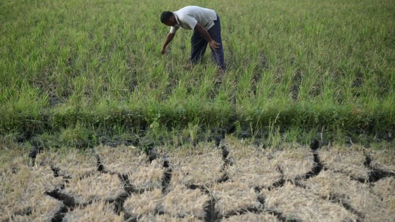 Si&ecirc;u El Nino 2026: Nỗi lo l&uacute;a ch&aacute;y kh&ocirc; v&agrave; c&aacute; chết v&igrave; nắng n&oacute;ng b&ugrave;ng ph&aacute;t - Ảnh 1.