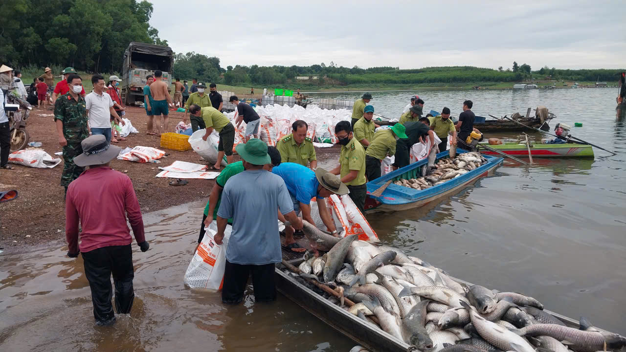 Hơn 200 tấn cá chết bất thường ở hồ Trị An khiến người dân lo lắng - Ảnh 4. Hơn 200 tấn cá chết bất thường ở hồ Trị An khiến người dân lo lắng - Ảnh 4.