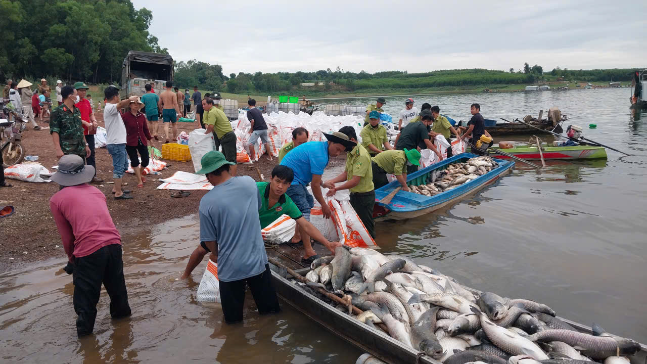 Hơn 200 tấn cá chết bất thường ở hồ Trị An khiến người dân lo lắng - Ảnh 5. Hơn 200 tấn cá chết bất thường ở hồ Trị An khiến người dân lo lắng - Ảnh 5.