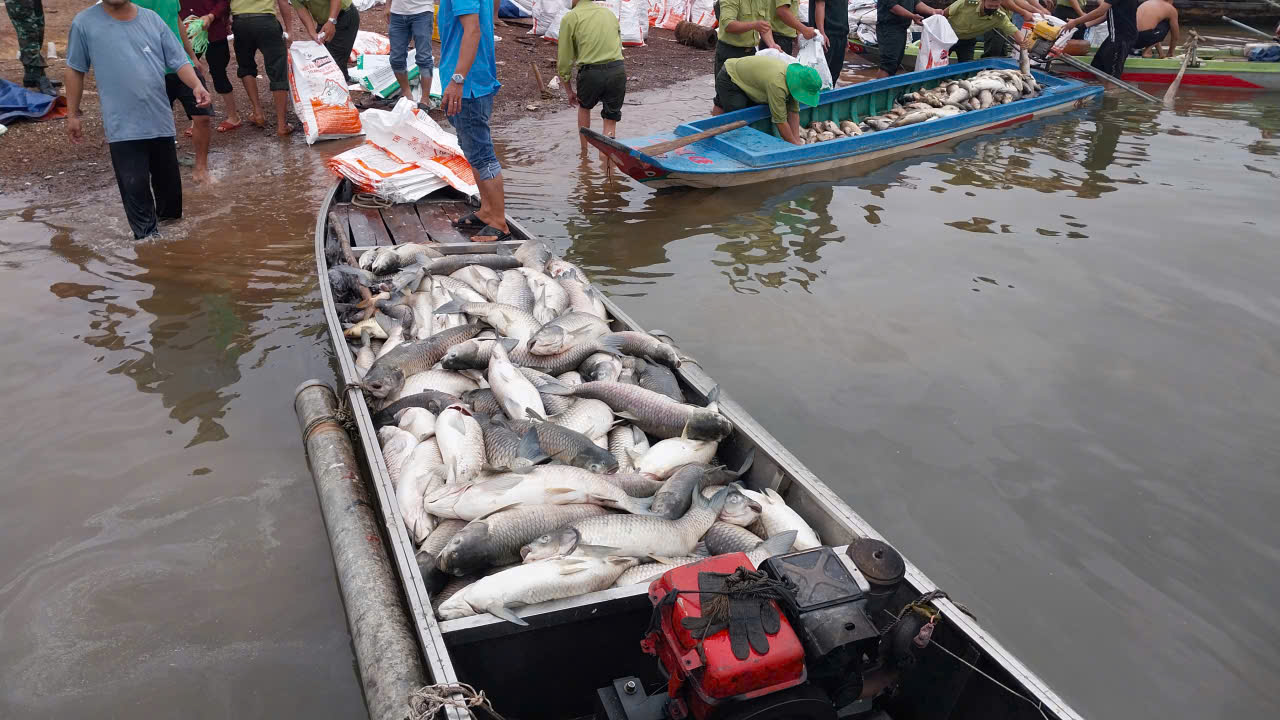 Hơn 200 tấn cá chết bất thường ở hồ Trị An khiến người dân lo lắng - Ảnh 6. Hơn 200 tấn cá chết bất thường ở hồ Trị An khiến người dân lo lắng - Ảnh 6.