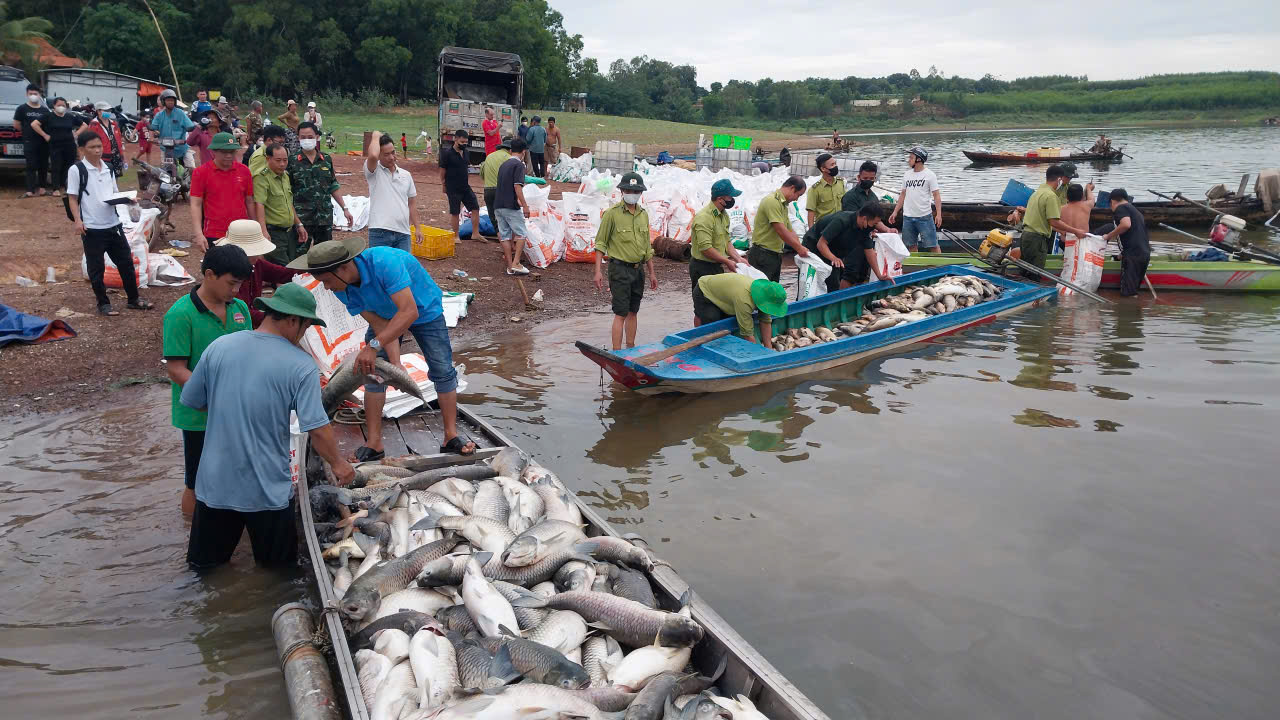 Hơn 200 tấn cá chết bất thường ở hồ Trị An khiến người dân lo lắng - Ảnh 8. Hơn 200 tấn cá chết bất thường ở hồ Trị An khiến người dân lo lắng - Ảnh 8.
