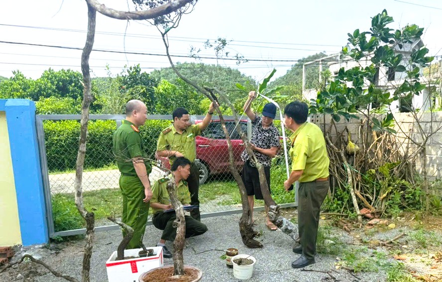 C&ocirc;ng an Ninh B&igrave;nh xử l&yacute; vi phạm khai th&aacute;c c&acirc;y muội hồng tr&aacute;i ph&eacute;p năm 2026 - Ảnh 1.