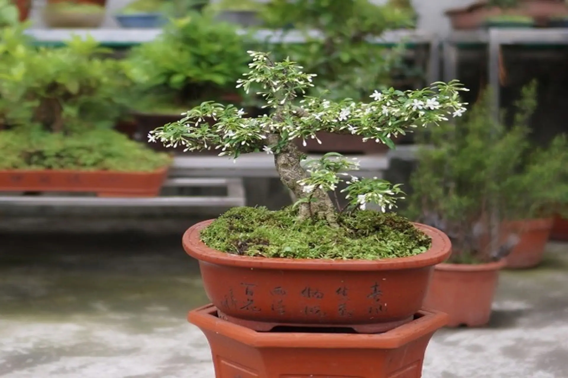 3 c&acirc;y bonsai 