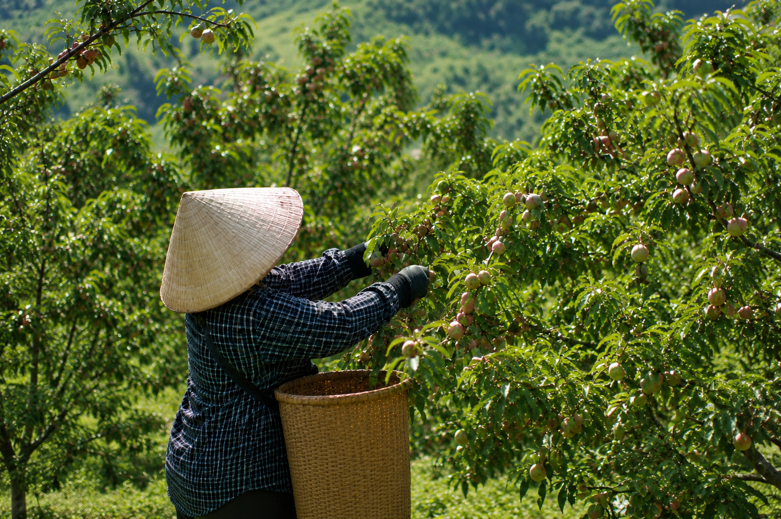 Mận hậu Việt Nam: Từ quả qu&ecirc; đến h&agrave;ng đắt đỏ tr&ecirc;n thị trường quốc tế - Ảnh 1.