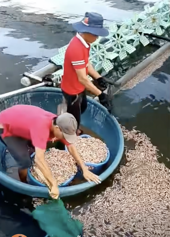 50 . 000 Con t&ocirc;m chết h&agrave;ng loạt ở Quảng Trị , nghi bị đầu độc - Ảnh 1.