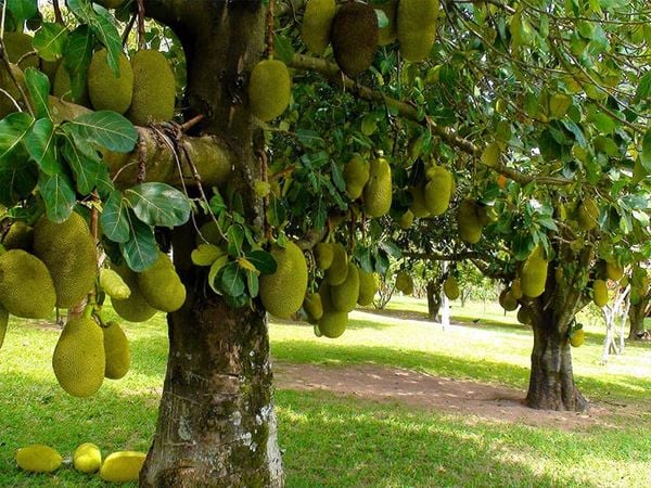 Kh&aacute;ch T&acirc;y ngỡ ng&agrave;ng với m&iacute;t Việt Nam: Qu&aacute; nhiều để thưởng thức v&agrave; chia sẻ - Ảnh 3.