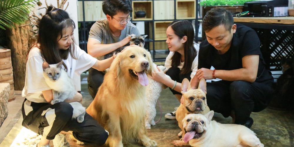Nghề th&aacute;m tử th&uacute; cưng tại Trung Quốc: Kiếm 130 triệu Với hy vọng t&igrave;m lại th&uacute; cưng - Ảnh 1.