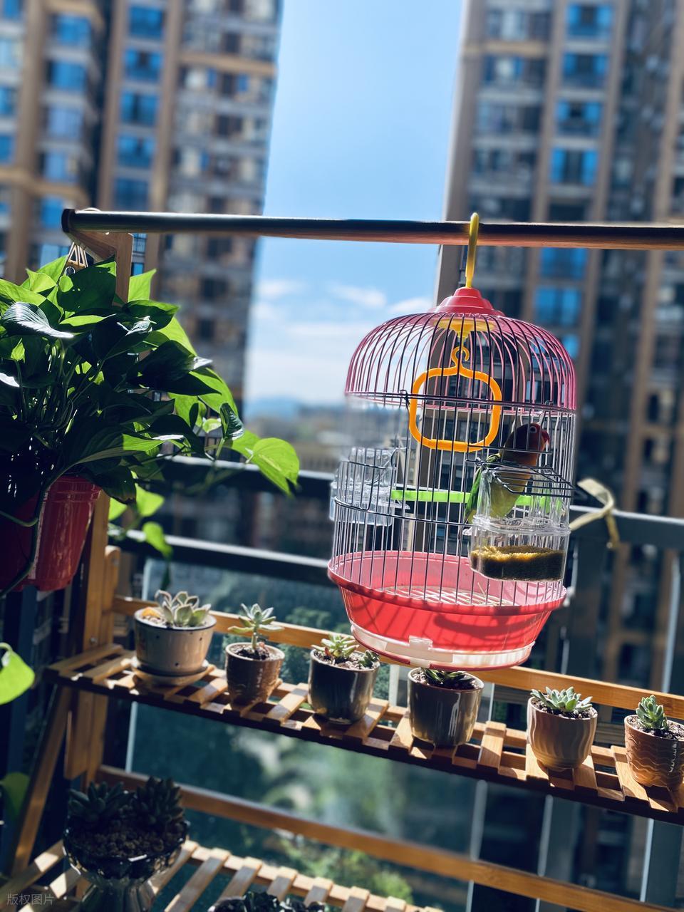 Từ chối xu hướng x&acirc;y k&iacute;n ban c&ocirc;ng, người phụ nữ biến khoảng kh&ocirc;ng ngo&agrave;i trời th&agrave;nh g&oacute;c thư gi&atilde;n khiến ai cũng muốn học theo - Ảnh 1.