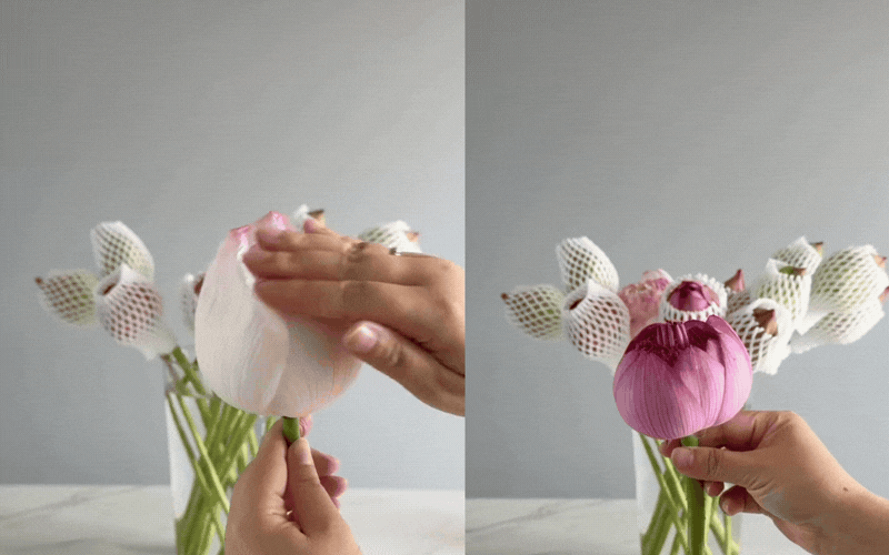 Rinh quốc sắc thi&ecirc;n hương v&agrave;o nh&agrave; th&aacute;ng 6: Đ&aacute;nh thức hoa sen k&eacute;p nở đẹp - Ảnh 4.