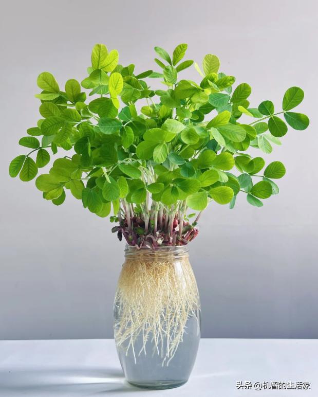 T&ocirc;i đ&atilde; thử ng&acirc;m v&agrave;i hạt đậu phộng trong nước suốt 15 ng&agrave;y v&agrave; bất ngờ nhận được một &ldquo;khu rừng mini&rdquo; xanh m&aacute;t: Kh&ocirc;ng tốn tiền mua c&acirc;y m&agrave; vẫn c&oacute; g&oacute;c thư gi&atilde;n cực chữa l&agrave;nh - Ảnh 1.