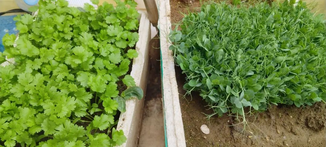 Một ng&agrave;y trong cuộc sống của người đ&agrave;n &ocirc;ng 36 tuổi c&oacute; tỷ lệ tiết kiệm hơn 80%: Kh&ocirc;ng mua sắm t&ugrave;y hứng, tự mang cơm đi l&agrave;m v&agrave; trồng rau để ăn - Ảnh 3.
