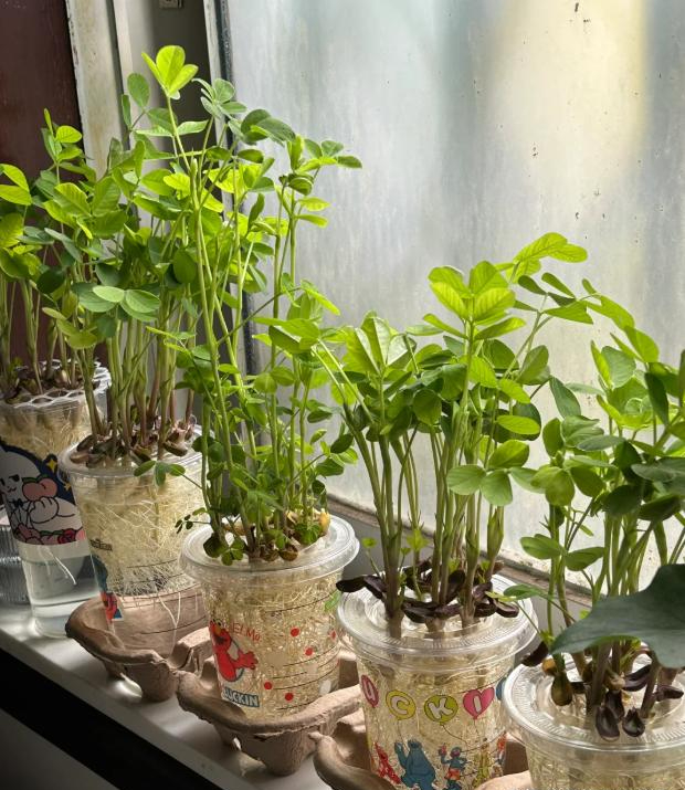T&ocirc;i đ&atilde; thử ng&acirc;m v&agrave;i hạt đậu phộng trong nước suốt 15 ng&agrave;y v&agrave; bất ngờ nhận được một &ldquo;khu rừng mini&rdquo; xanh m&aacute;t: Kh&ocirc;ng tốn tiền mua c&acirc;y m&agrave; vẫn c&oacute; g&oacute;c thư gi&atilde;n cực chữa l&agrave;nh - Ảnh 5.