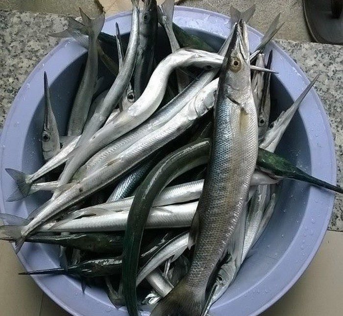 Loại c&aacute; c&oacute; t&ecirc;n 