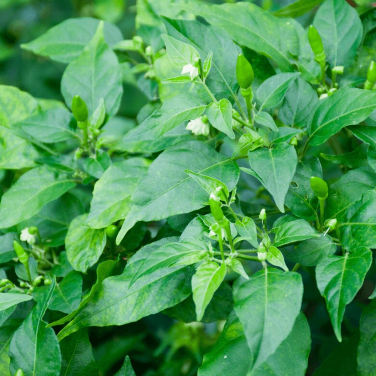 Đừng chỉ ăn quả, l&aacute; loại c&acirc;y n&agrave;y qu&yacute; như 