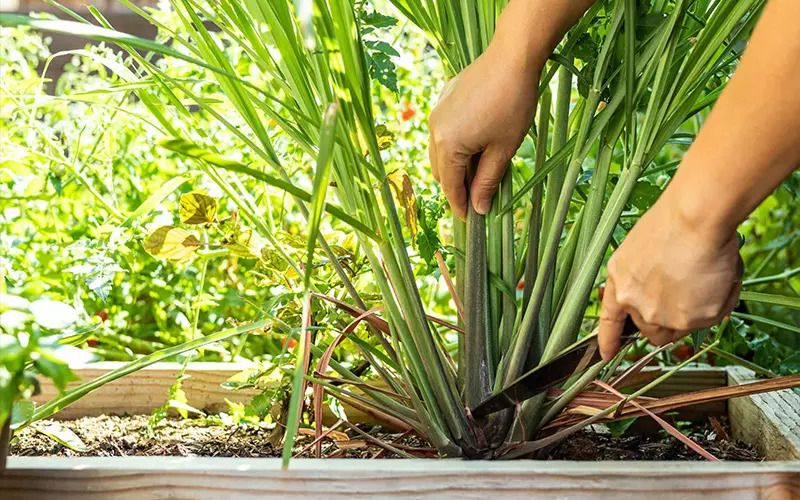 3 loại c&acirc;y người xưa thường trồng quanh nh&agrave; để đuổi muỗi hiệu quả- Ảnh 1.