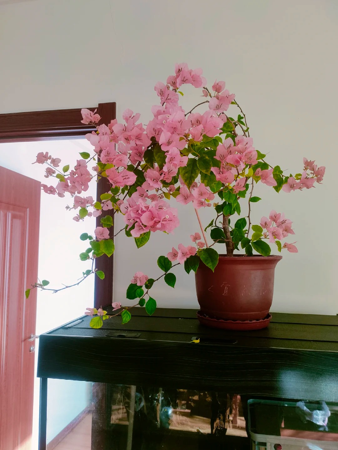 Lời khuy&ecirc;n chi tiết để trồng hoa giấy bonsai đẹp trong nh&agrave; năm 2026 - Ảnh 4.