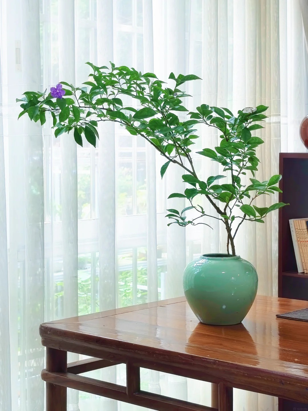 Lời khuy&ecirc;n chi tiết để trồng hoa giấy bonsai đẹp trong nh&agrave; năm 2026 - Ảnh 5.