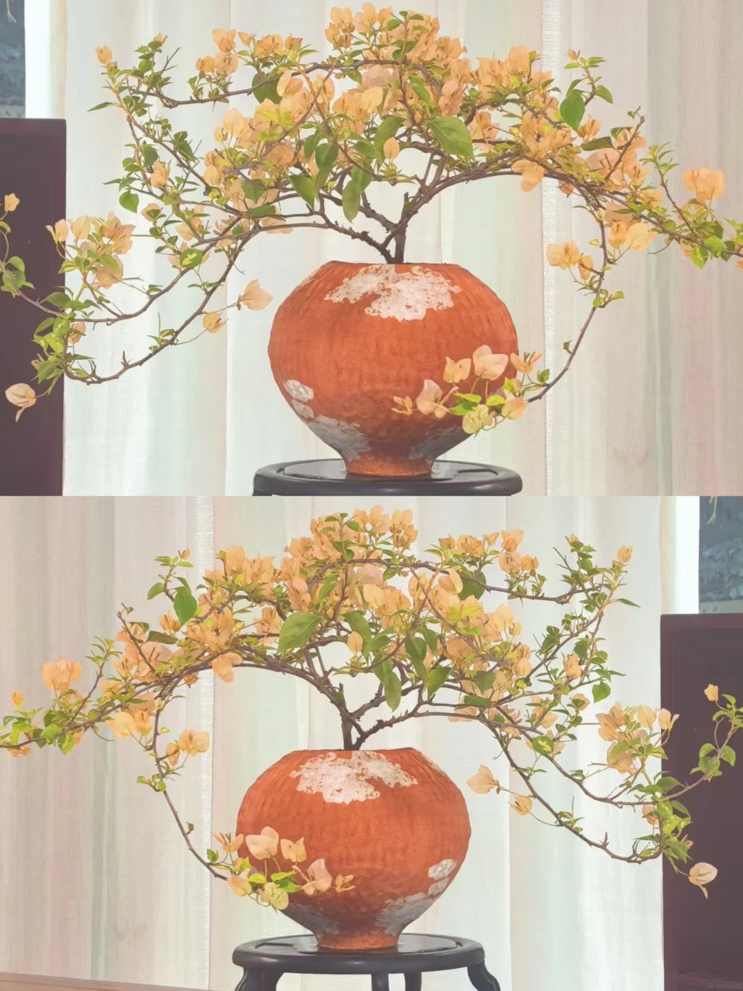 Lời khuy&ecirc;n chi tiết để trồng hoa giấy bonsai đẹp trong nh&agrave; năm 2026 - Ảnh 3.