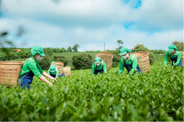 Tr&agrave; Ph&uacute; Sỹ v&agrave; h&agrave;nh tr&igrave;nh đưa hương tr&agrave; truyền thống đến với người trẻ - Ảnh 1.