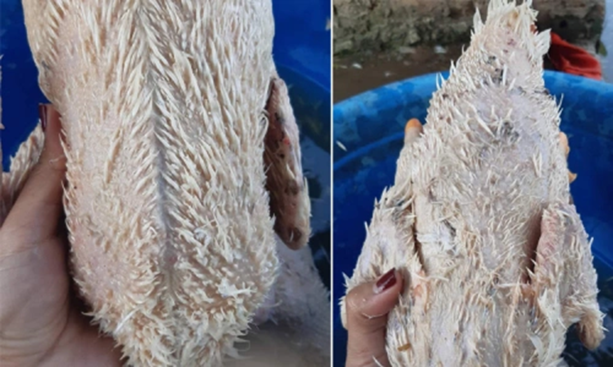 Mẹo nhổ l&ocirc;ng vịt sạch bong kh&ocirc;ng c&ograve;n l&ocirc;ng măng, biết sớm đỡ mất cả giờ đồng hồ - Ảnh 1.