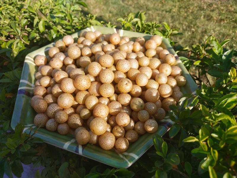 Loại quả này đang vào mùa, thấy hãy mua ngay về làm nước sốt cho món ăn có vị chua ngọt cực ngon - Ảnh 3. Loại quả này đang vào mùa, thấy hãy mua ngay về làm nước sốt cho món ăn có vị chua ngọt cực ngon - Ảnh 3.