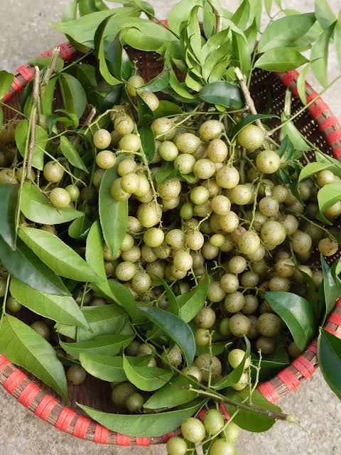 Loại quả này đang vào mùa, thấy hãy mua ngay về làm nước sốt cho món ăn có vị chua ngọt cực ngon - Ảnh 1. Loại quả này đang vào mùa, thấy hãy mua ngay về làm nước sốt cho món ăn có vị chua ngọt cực ngon - Ảnh 1.