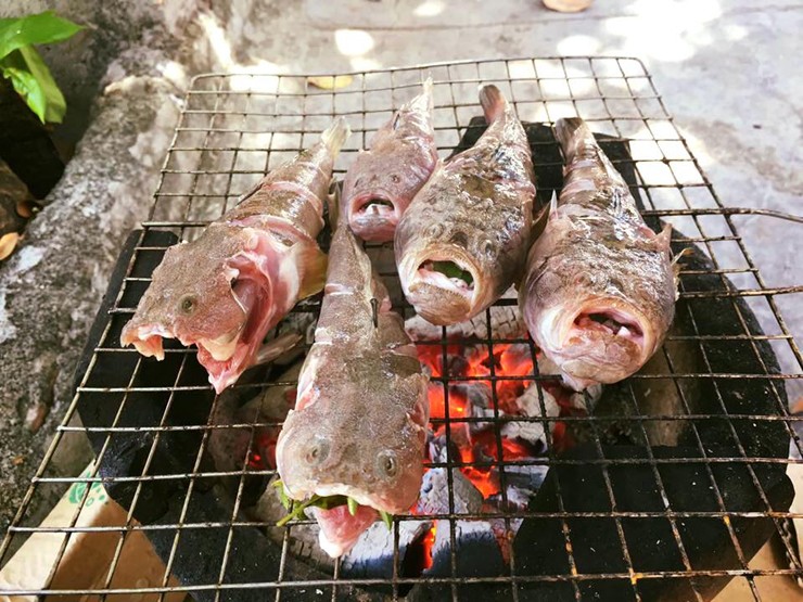 Lo&agrave;i c&aacute; c&oacute; vẻ ngo&agrave;i 
