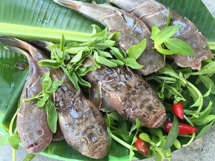 Lo&agrave;i c&aacute; c&oacute; vẻ ngo&agrave;i 