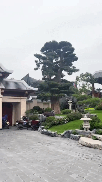 Biệt phủ c&ocirc;ng vi&ecirc;n của trưởng th&ocirc;n trẻ nhất Việt Nam với c&acirc;y cảnh h&agrave;ng chục tỷ - Ảnh 5.
