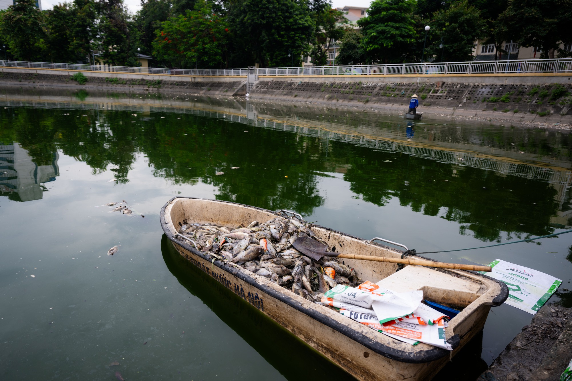 C&aacute; chết bất thường tại hồ Nghĩa Đ&ocirc; H&agrave; Nội năm 2026: Cảnh tượng g&acirc;y sốc - Ảnh 4.