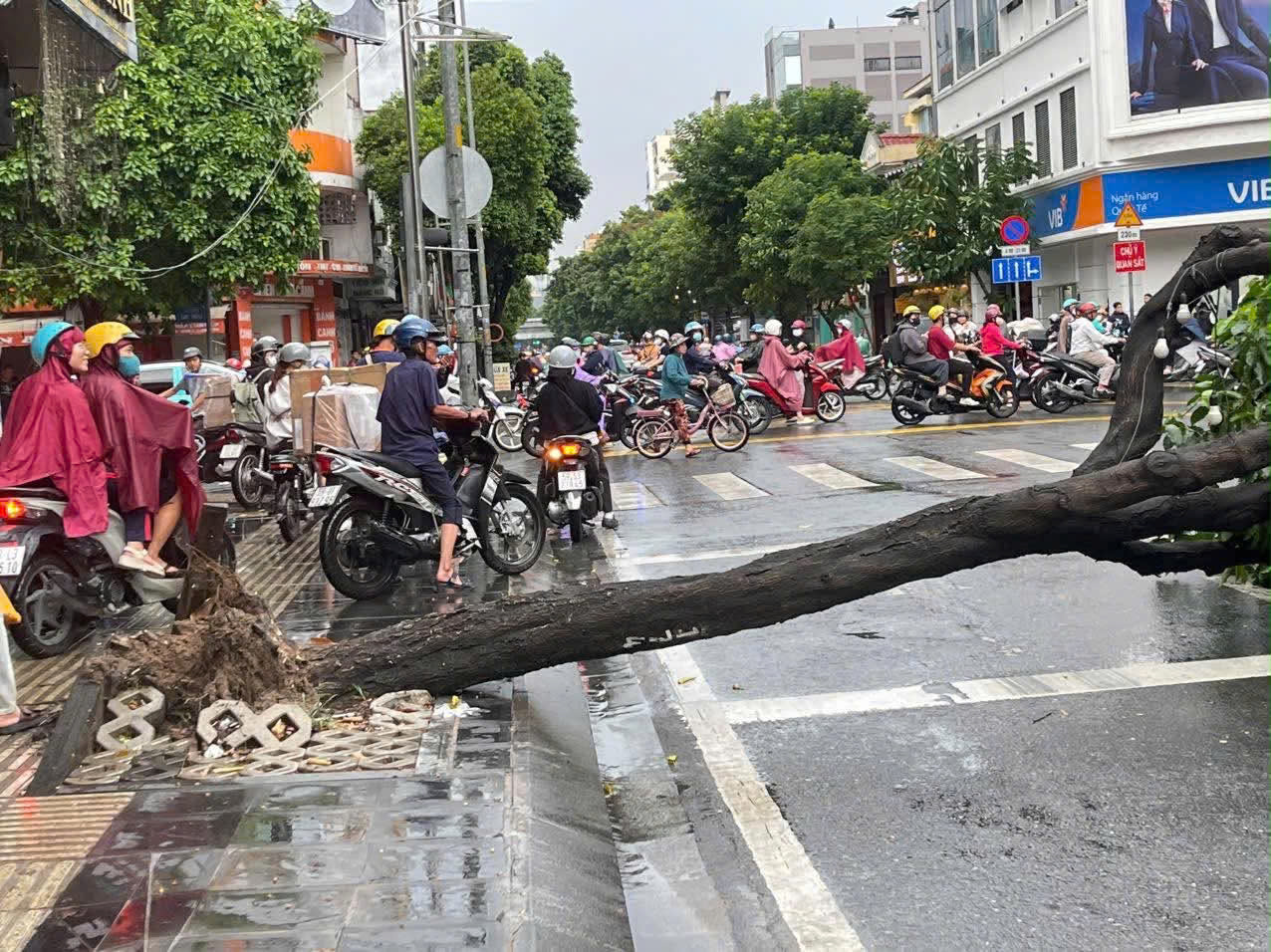 TPHCM: Cây xanh bật gốc đè ô tô bị cây đè giữa cơn mưa lớn chiều nay - Ảnh 3. TPHCM: Cây xanh bật gốc đè ô tô bị cây đè giữa cơn mưa lớn chiều nay - Ảnh 3.