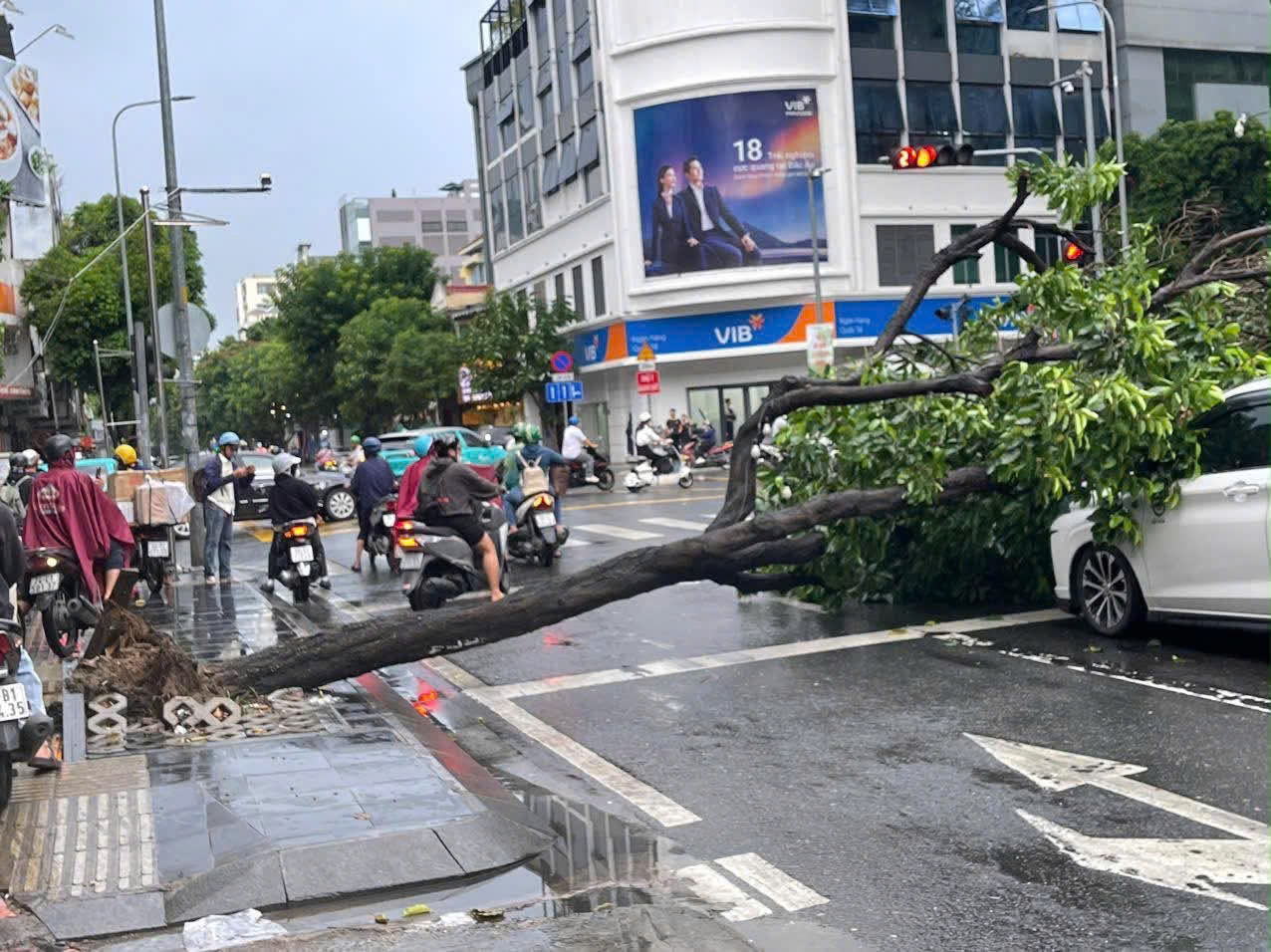 TPHCM: Cây xanh bật gốc đè ô tô bị cây đè giữa cơn mưa lớn chiều nay - Ảnh 2. TPHCM: Cây xanh bật gốc đè ô tô bị cây đè giữa cơn mưa lớn chiều nay - Ảnh 2.
