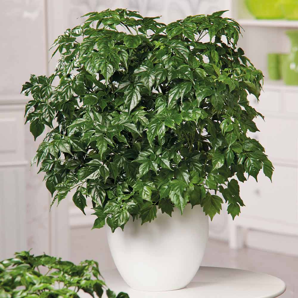 6 loại c&acirc;y mang lại vận may, n&ecirc;n trồng ở ban c&ocirc;ng - Ảnh 2.